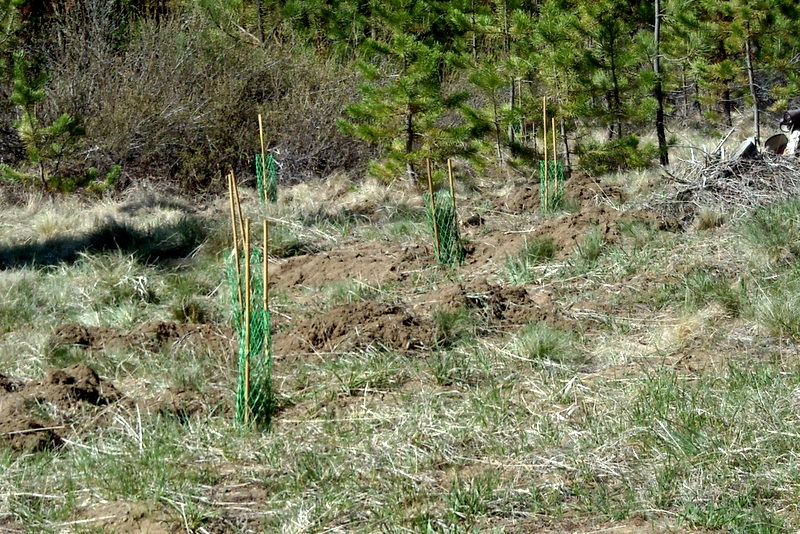 Ponderosa Seedlings